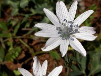Anemone hortensis ssp heldreichii 38, Steranemoon, Saxifraga-Ed Stikvoort