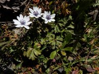 Anemone hortensis ssp heldreichii 39, Steranemoon, Saxifraga-Ed Stikvoort