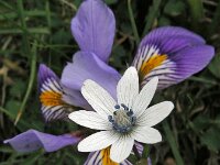 Anemone hortensis ssp heldreichii 40, Steranemoon, Saxifraga-Ed Stikvoort