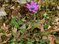 Anemone hortensis ssp pavonina 43, Steranemoon, Saxifraga-Ed Stikvoort : Melissani grot Drakopoulata - Sami Kefalonia s9900