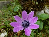 Anemone hortensis ssp pavonina 44, Steranemoon, Saxifraga-Ed Stikvoort : Melissani grot Drakopoulata - Sami Kefalonia s9900