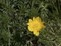 Anemone palmata 15, Saxifraga-Willem van Kruijsbergen