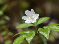 Anemone trifolia 10, Saxifraga-Luuk Vermeer