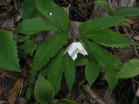 Anemone trifolia 2, Saxifraga-Jasenka Topic