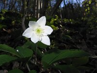 Anemone trifolia 3, Saxifraga-Jasenka Topic