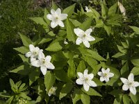 Anemone trifolia 4, Saxifraga-Jan van der Straaten