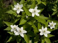 Anemone trifolia 5, Saxifraga-Jan van der Straaten