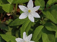Anemone trifolia 6, Saxifraga-Jeroen Willemsen