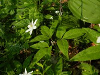 Anemone trifolia 7, Saxifraga-Rutger Barendse