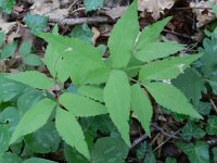 Anemone trifolia 8, Saxifraga-Rutger Barendse