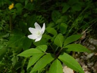 Anemone trifolia 9, Saxifraga-Rutger Barendse