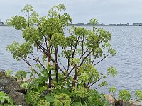 Angelica (Angelica archangelica) with flowers and buds on bank of lake  Angelica (Angelica archangelica) with flowers and buds on bank of lake : Angelica, Angelica archangelica, garden angelica, wild celery, Norwegian angelica, green, tall, bud, buds, flower, flowers, flowering, in flower, petal, petals, bloom, blooming, in bloom, growth, color, beautiful, beauty, beauty in nature, plant, plants, botany, botanical, vascular plant, flora, floral, nature, natural, blossom, blossoming, in blossom, wild, wildflower, outside, outdoor, outdoors, no people, nobody, season, summr, summertime