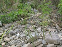 Anisantha sterilis