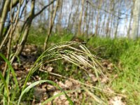 Anisantha sterilis 2, IJle dravik, Saxifraga-Rutger Barendse