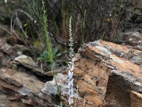 Annarhinum belliflorum