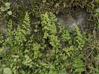 Anogramma leptophylla 9, Saxifraga-Willem van Kruijsbergen