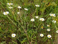 Anthemis arvensis 16, Valse kamille, Saxifraga-Ed Stikvoort