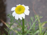 Anthemis austriaca 2, Saxifraga-Rutger Barendse