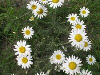 Anthemis austriaca 3, Saxifraga-Rutger Barendse