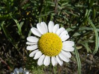 Anthemis austriaca 4, Saxifraga-Rutger Barendse