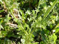 Anthemis austriaca 5, Saxifraga-Rutger Barendse
