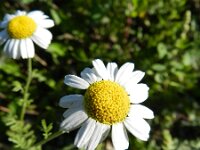 Anthemis austriaca 6, Saxifraga-Rutger Barendse