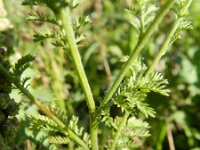 Anthemis austriaca 7, Saxifraga-Rutger Barendse