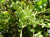 Anthemis austriaca 8, Saxifraga-Rutger Barendse