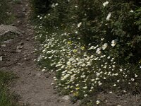 Anthemis maritima 10, Reukeloze kamille, Saxifraga-Willem van Kruijsbergen
