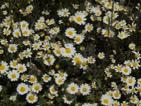 Anthemis maritima 11, Reukeloze kamille, Saxifraga-Willem van Kruijsbergen