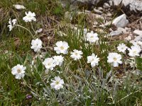 Anthemis montana 1, Saxifraga-Harry Jans  Anthemis montana