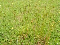 Anthoxanthum odoratum 10, Gewoon reukgras, Saxifraga-Rutger Barendse