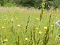 Anthoxanthum odoratum 11, Gewoon reukgras, Saxifraga-Rutger Barendse
