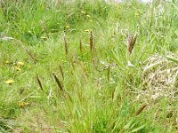 Anthoxanthum odoratum 12, Gewoon reukgras, Saxifraga-Rutger Barendse