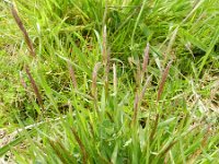 Anthoxanthum odoratum 13, Gewoon reukgras, Saxifraga-Rutger Barendse