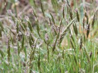 Anthoxanthum odoratum 14, Gewoon reukgras, Saxifraga-Peter Meininger