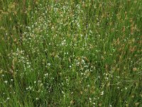 Anthoxanthum odoratum 20, Gewoon reukgras, Saxifraga-Hans Boll
