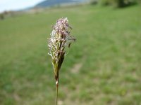 Anthoxanthum odoratum 4, Gewoon reukgras, Saxifraga-Jasenka Topic