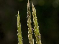 Anthoxanthum odoratum 6, Gewoon reukgras, Saxifraga-Willem van Kruijsbergen