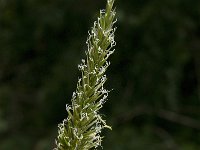 Anthoxanthum odoratum 8, Gewoon reukgras, Saxifraga-Jan van der Straaten