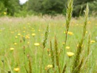 Anthoxanthum odoratum 9, Gewoon reukgras, Saxifraga-Rutger Barendse