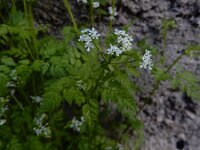Anthriscus cerefolium, Chervil