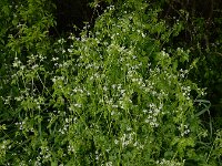 Anthriscus cerefolium 2, Echte kervel, Saxifraga-Ed Stikvoort