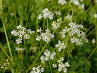 Anthriscus cerefolium 4, Echte kervel, Saxifraga-Ed Stikvoort