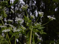 Anthriscus cerefolium 5, Echte kervel, Saxifraga-Ed Stikvoort