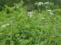 Anthriscus sylvestris 23, Fluitenkruid, Saxifraga-Tom Heijnen