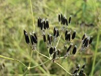 Seeds of Cow Parsley (Anthriscus sylvestris)  Seeds of Cow Parsley (Anthriscus sylvestris) : Anthriscus sylvestris, black, cow parsley, flora, floral, keck, no people, nobody, outdoors, outside, parsley, plant, seed, seed head, seeds, summer, summertime, umbel, vascular, vascular plant, wild beaked parsley, wild chervil