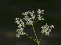 Anthriscus sylvestris 64, Fuitenkruid, Saxifraga-Jan van der Straaten