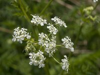 Anthriscus sylvestris 70, Fuitenkruid, Saxifraga-Jan van der Straaten