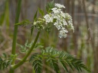 Anthriscus sylvestris 74, Fuitenkruid, Saxifraga-Jan van der Straaten